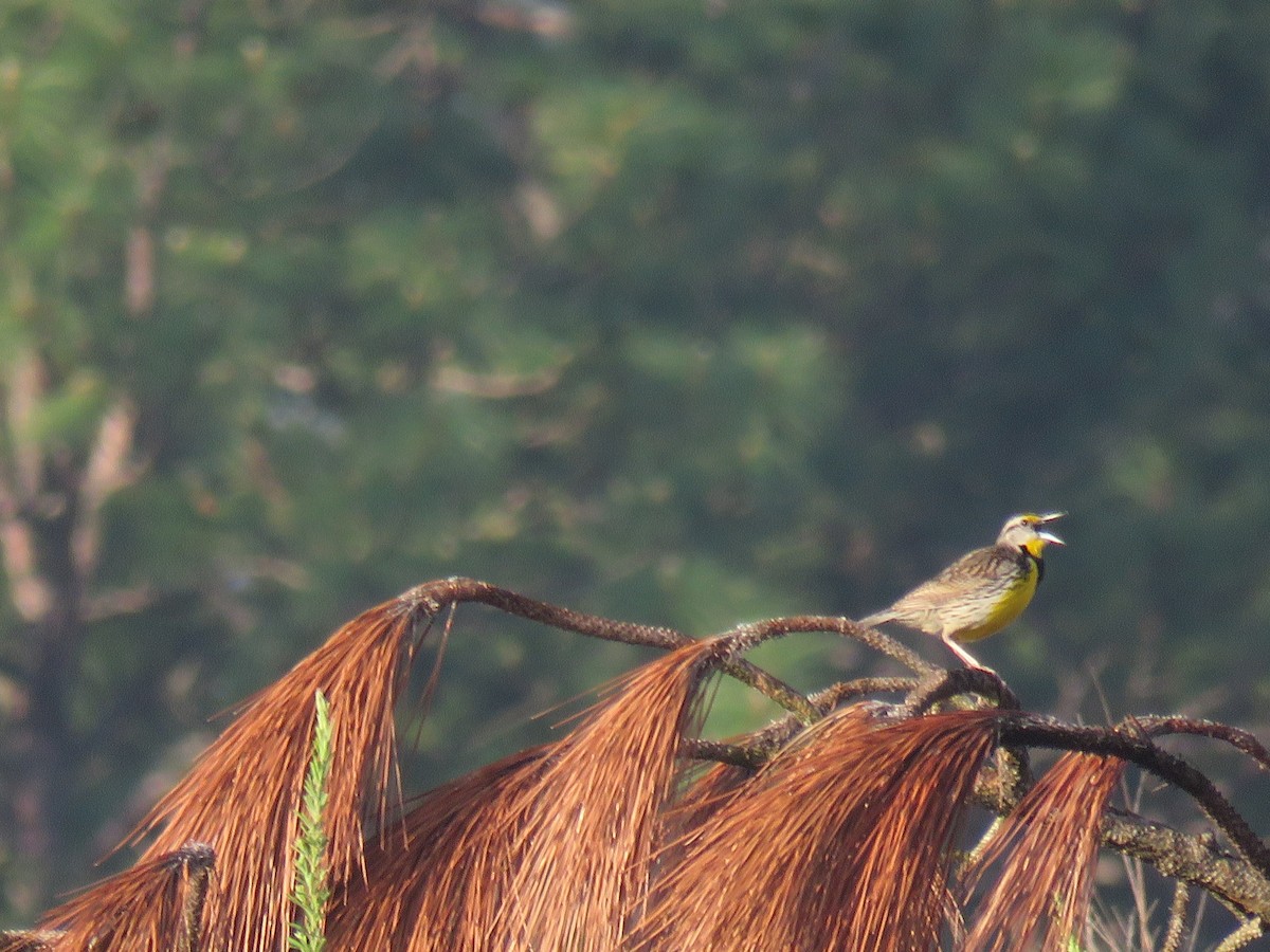 Eastern Meadowlark - ML611111631
