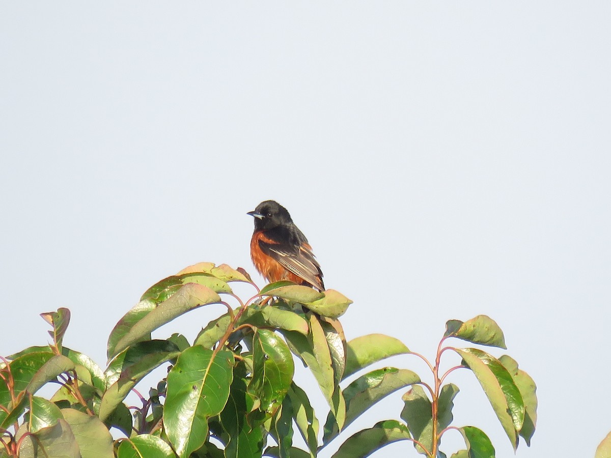 Orchard Oriole - ML611111634