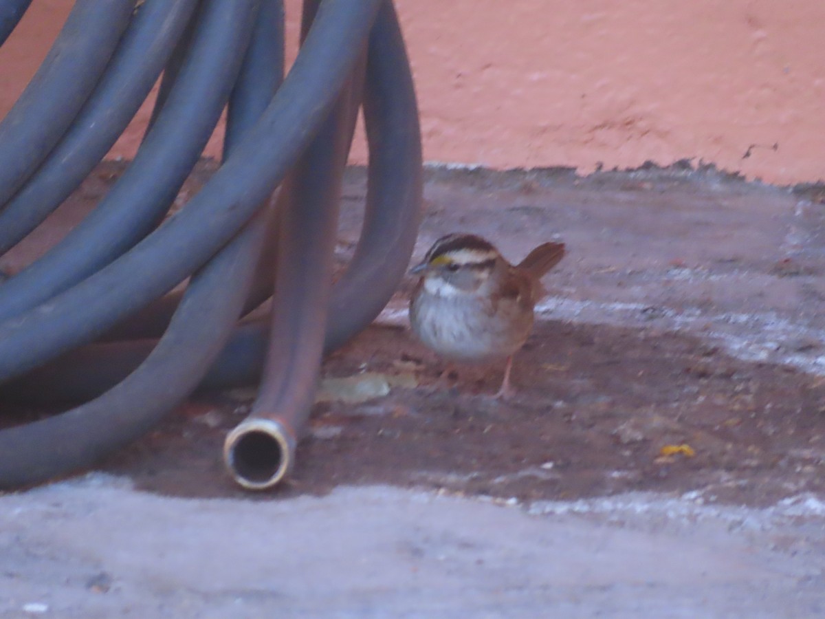 White-throated Sparrow - Mohini Rawool-Sullivan