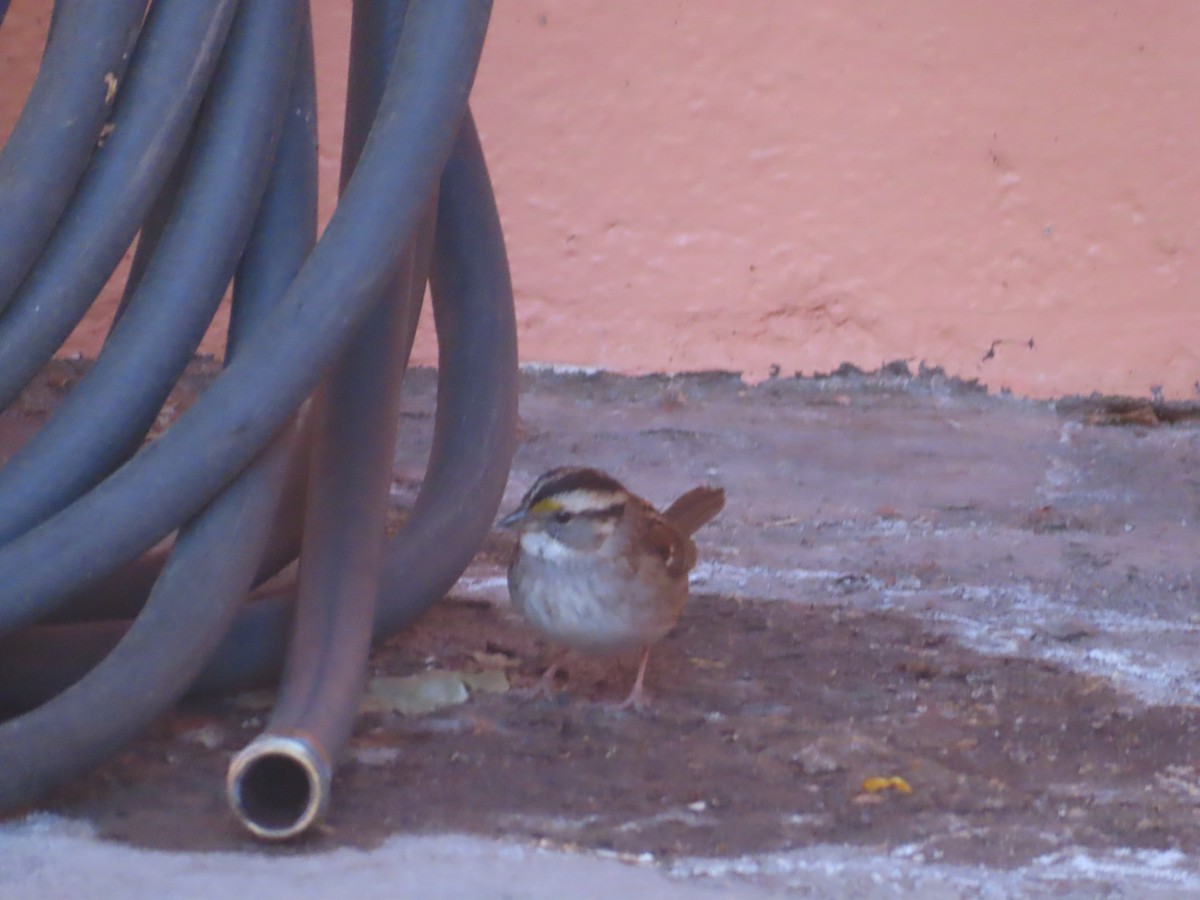 White-throated Sparrow - Mohini Rawool-Sullivan