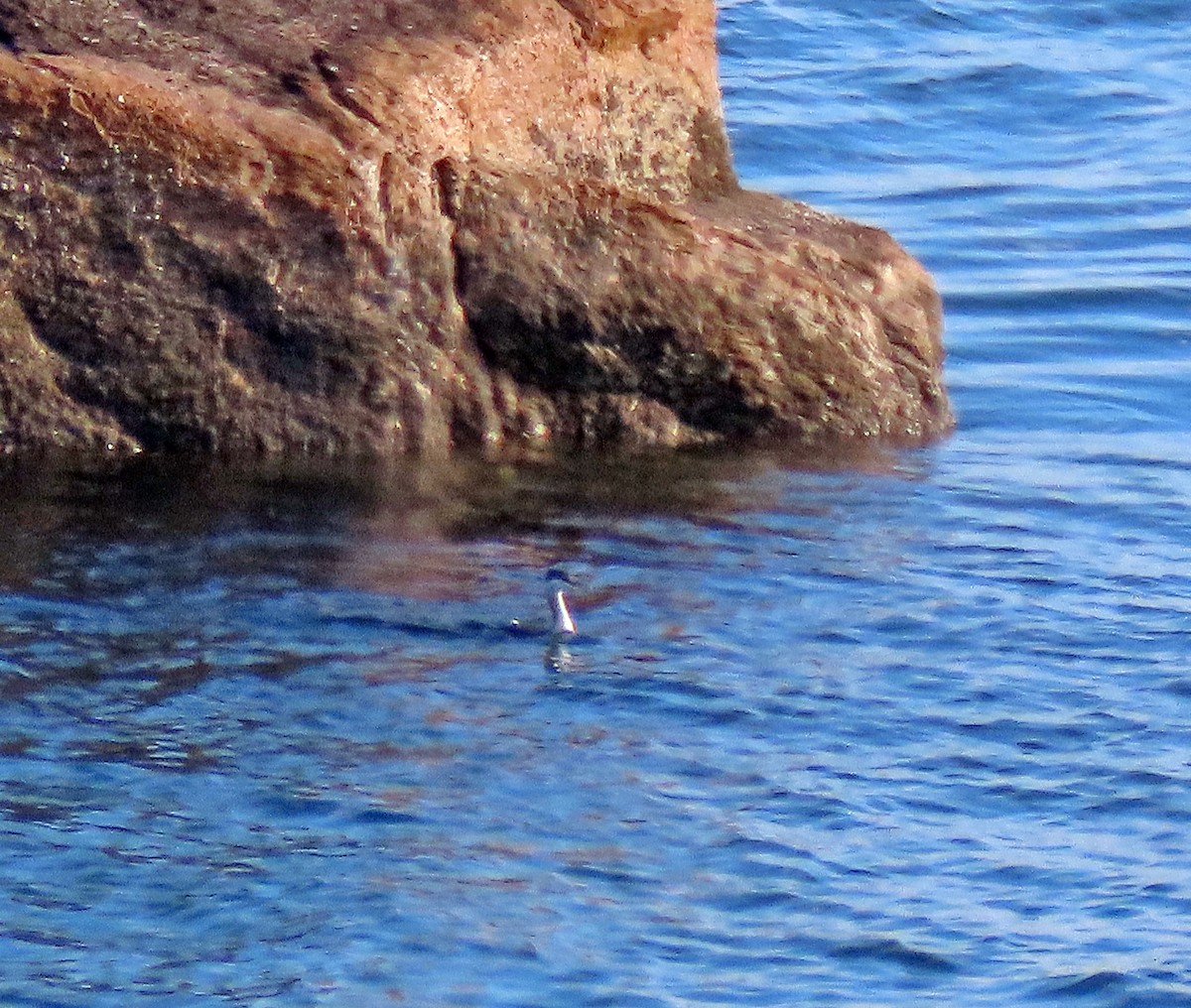 Horned Grebe - Shilo McDonald