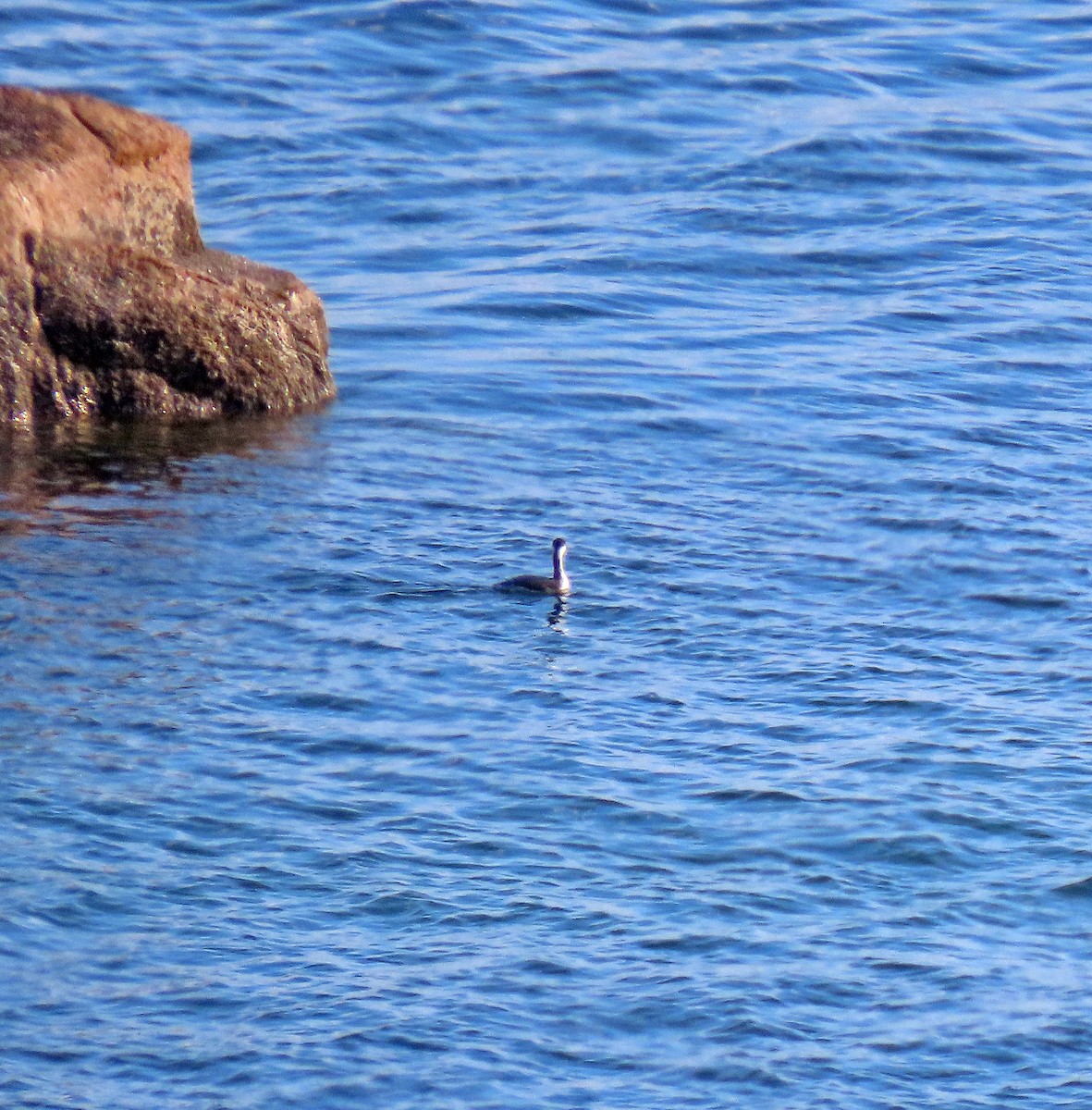 Horned Grebe - Shilo McDonald