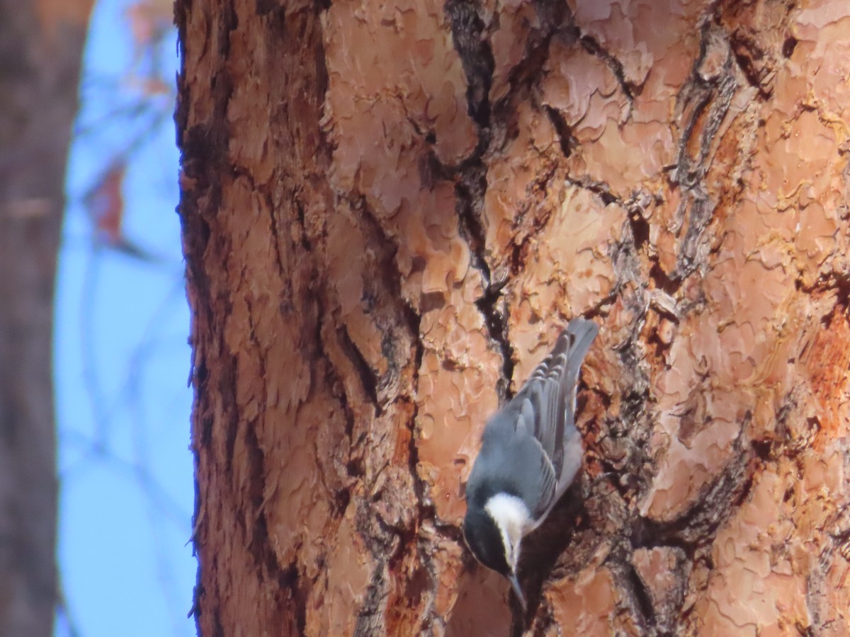 White-breasted Nuthatch - Mohini Rawool-Sullivan