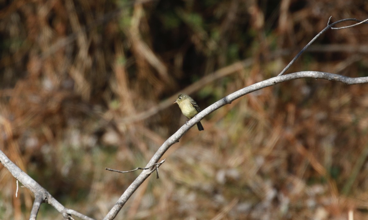 Western Flycatcher - ML611112014