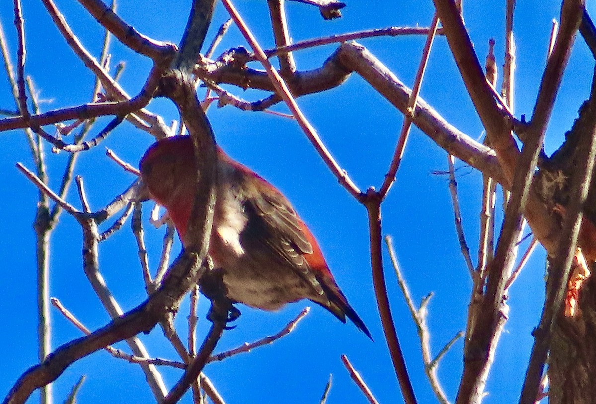 Red Crossbill - ML611112234