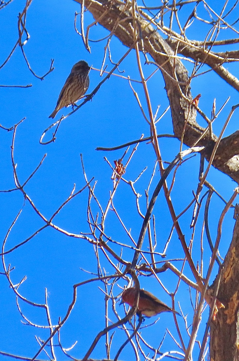 Cassin's Finch - ML611112239