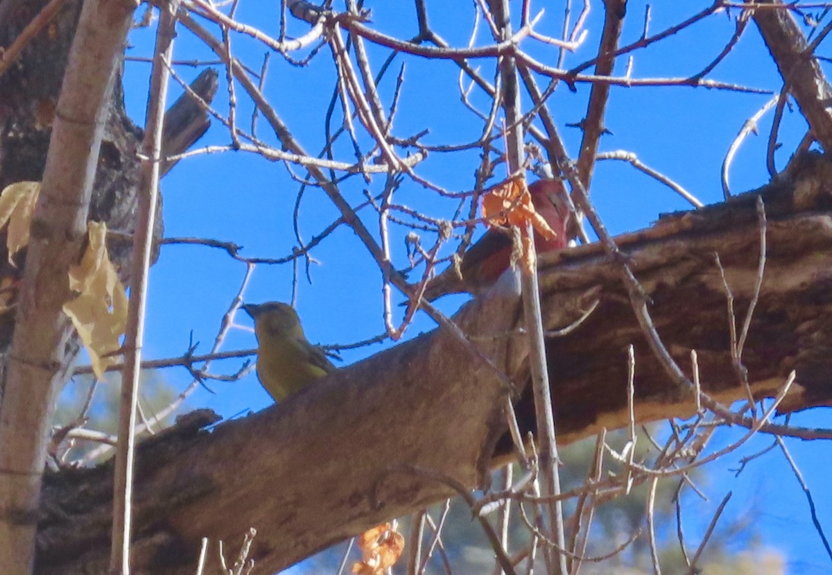 Red Crossbill - ML611112267