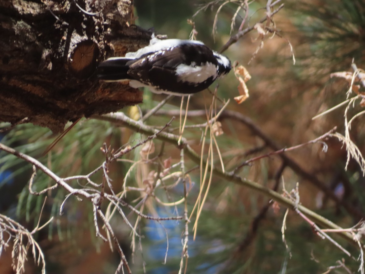 Hairy Woodpecker - Mohini Rawool-Sullivan