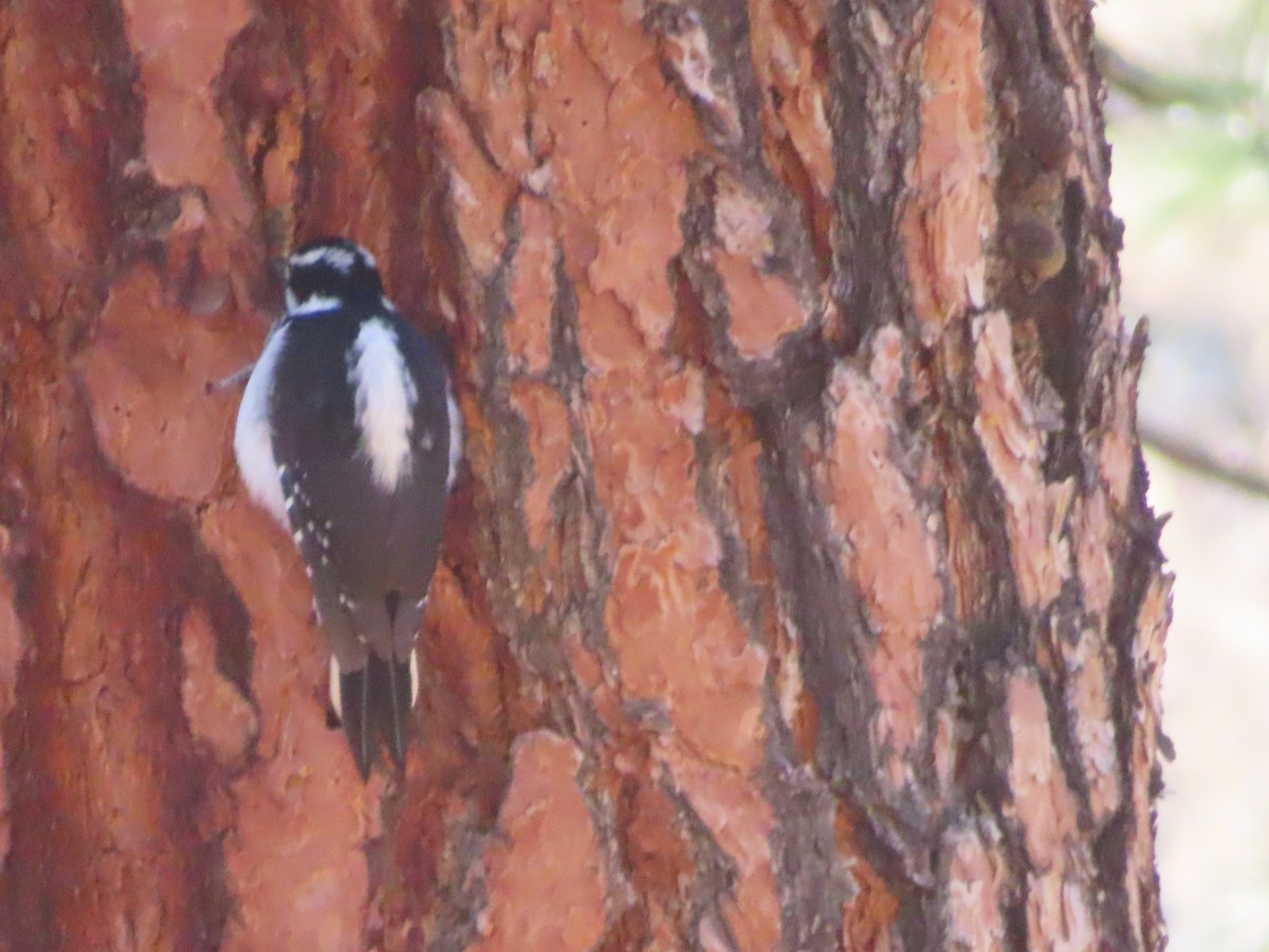 Hairy Woodpecker - ML611112282