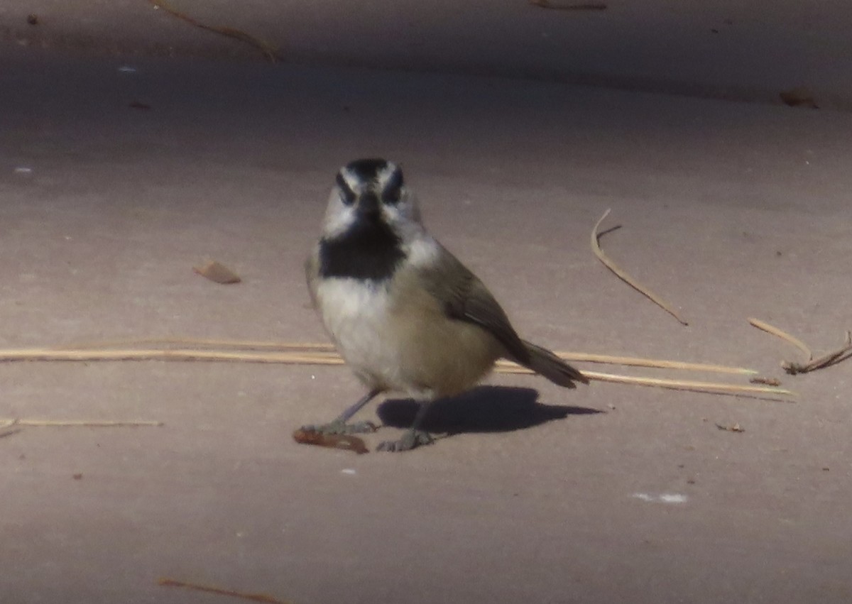 Mountain Chickadee - Mohini Rawool-Sullivan