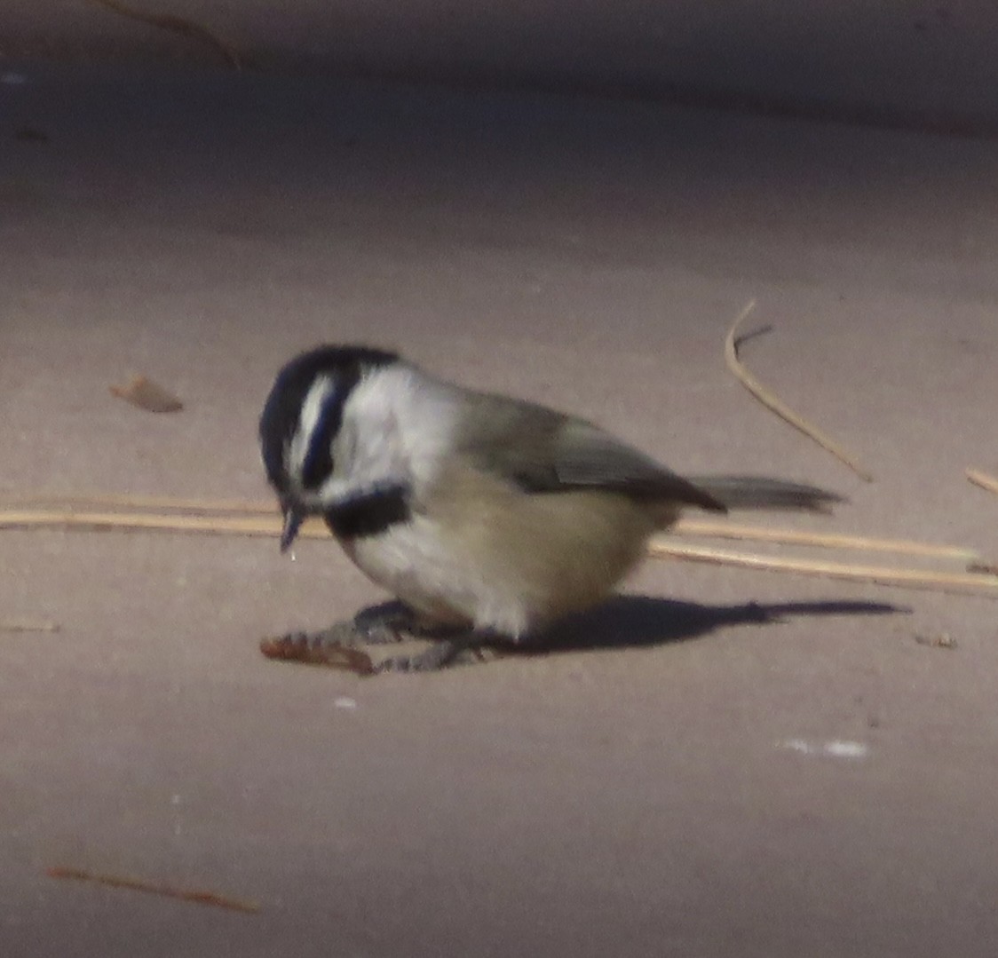 Mountain Chickadee - Mohini Rawool-Sullivan