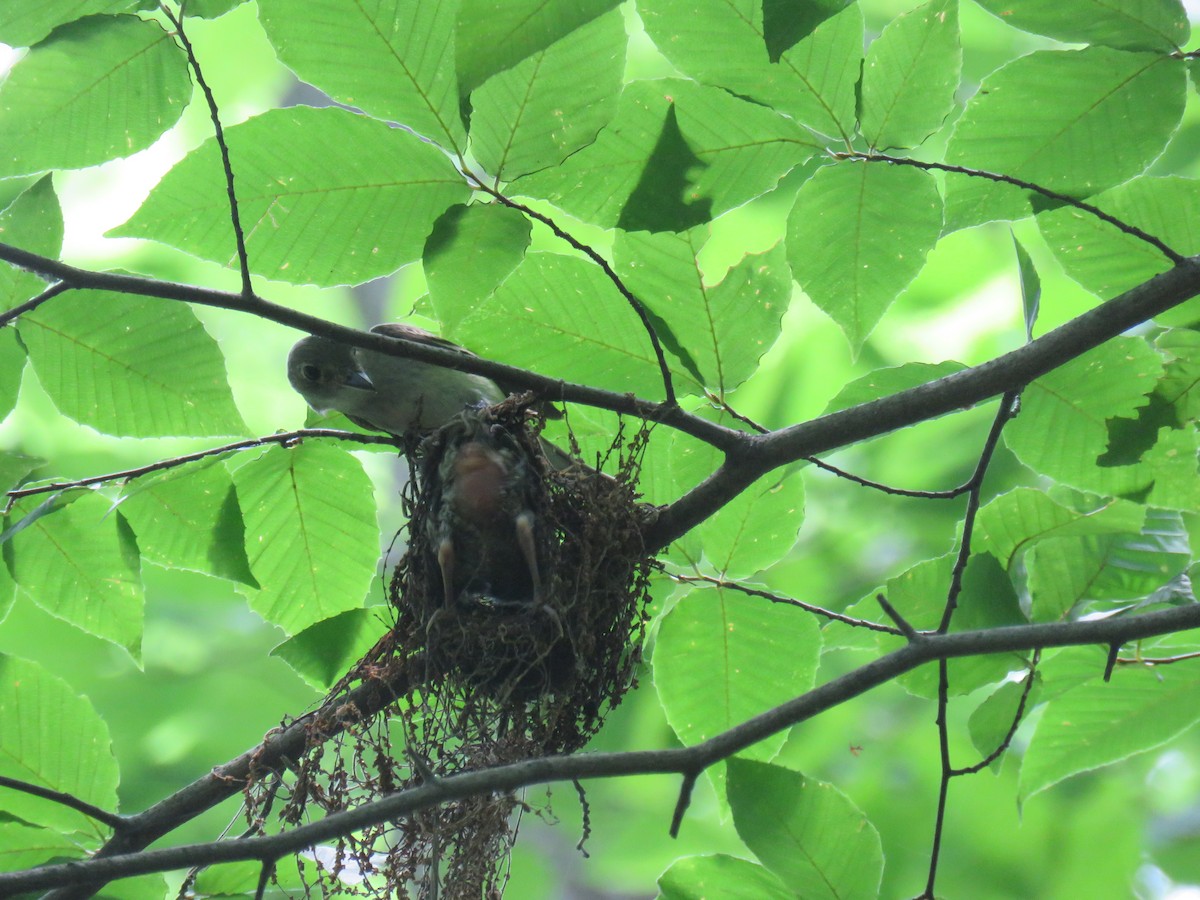 Acadian Flycatcher - ML611112323