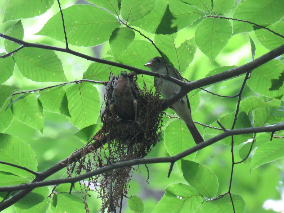 Acadian Flycatcher - ML611112325