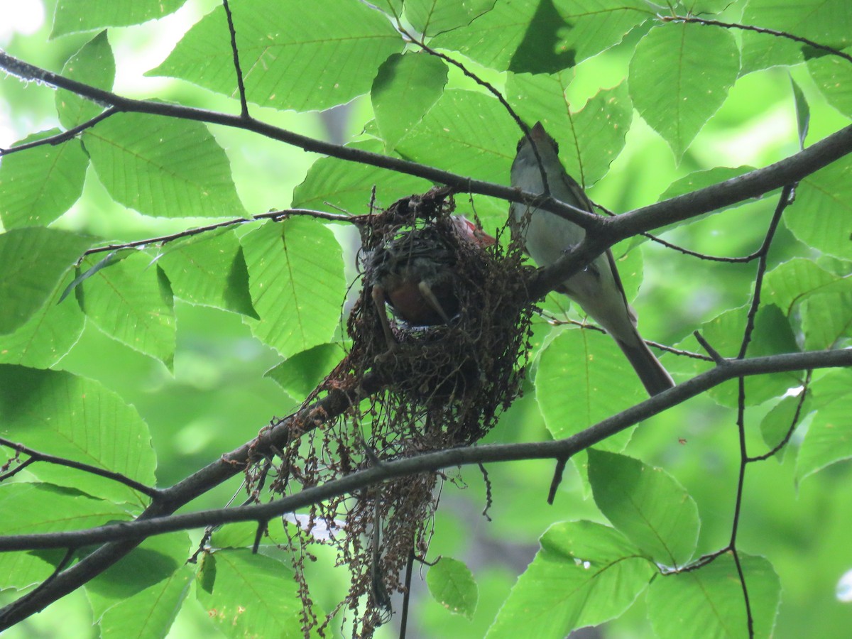 Acadian Flycatcher - ML611112326