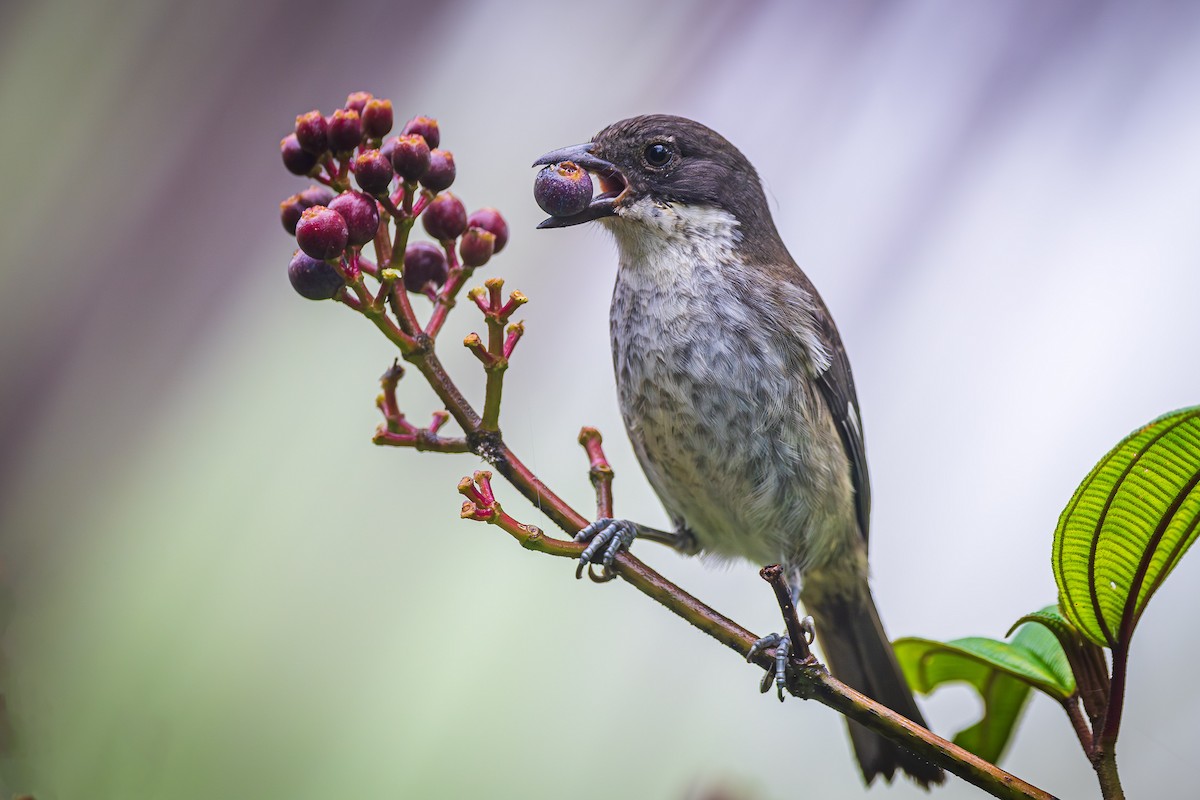 Puerto Rican Tanager - ML611112358