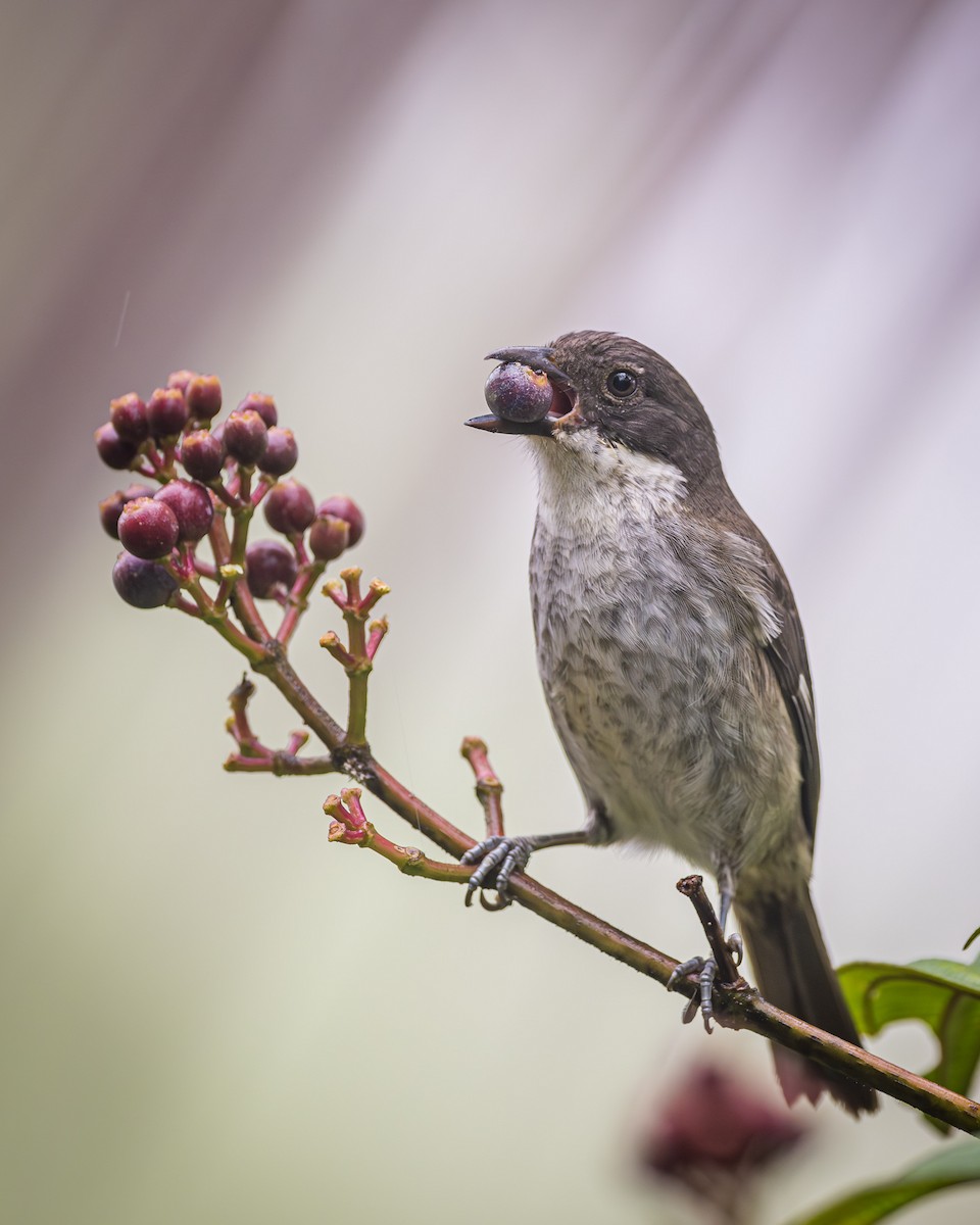 Puerto Rican Tanager - ML611112359