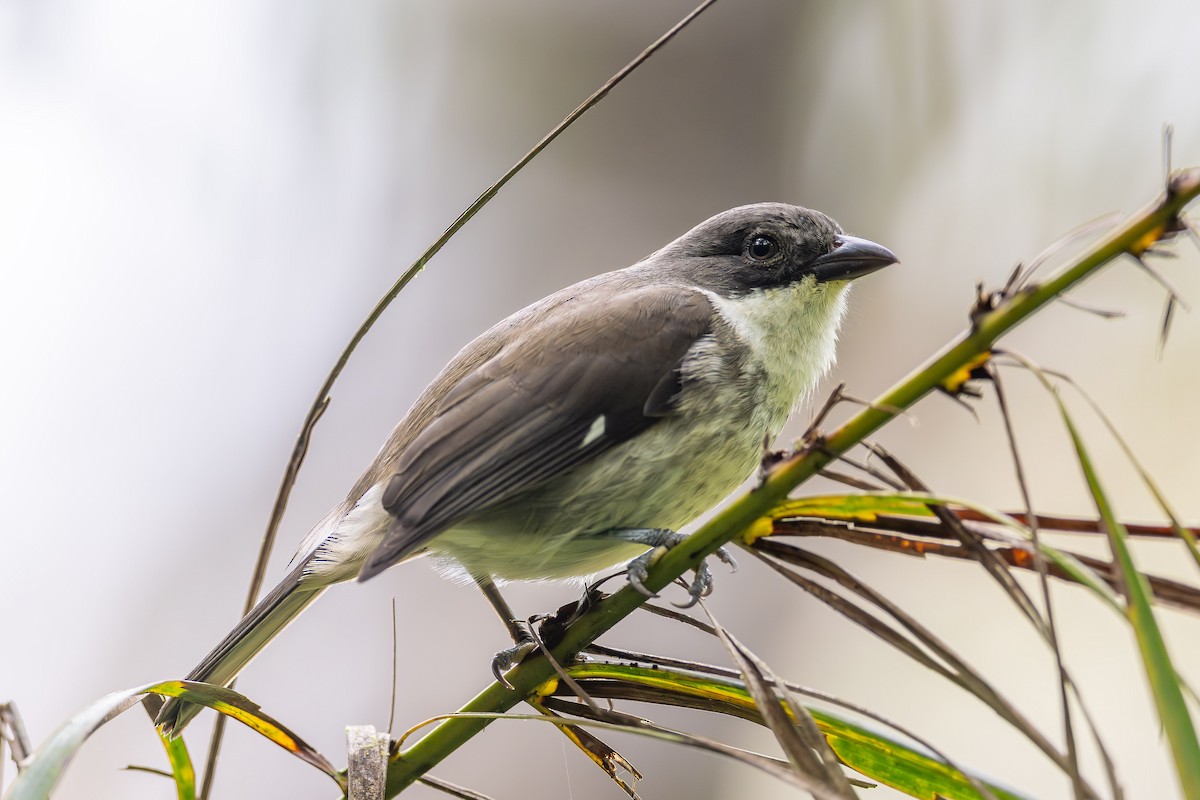 Puerto Rican Tanager - ML611112360