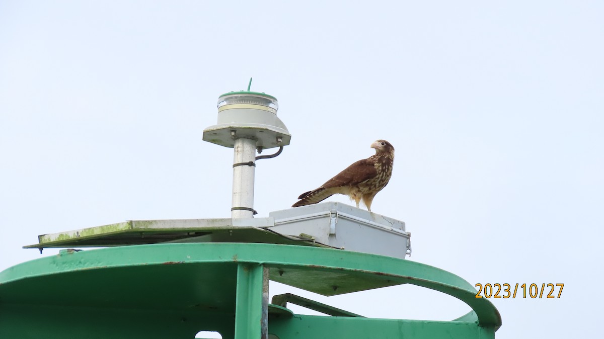 Yellow-headed Caracara - ML611112382