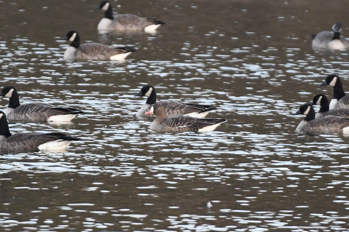 Greater White-fronted Goose - ML611112397