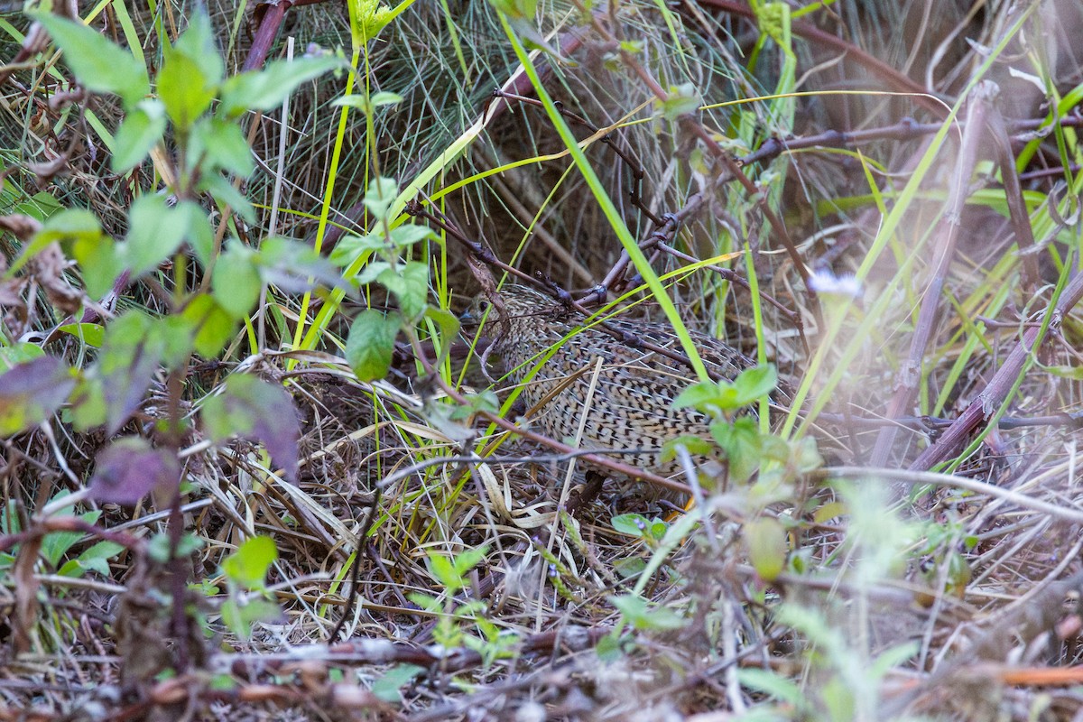 Brown Quail - ML611112469