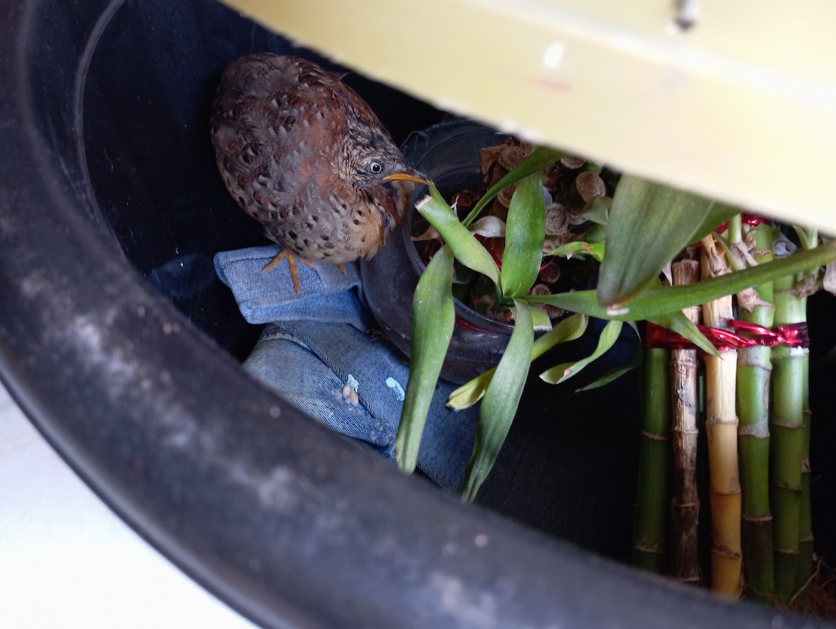 Yellow-legged Buttonquail - ML611112493