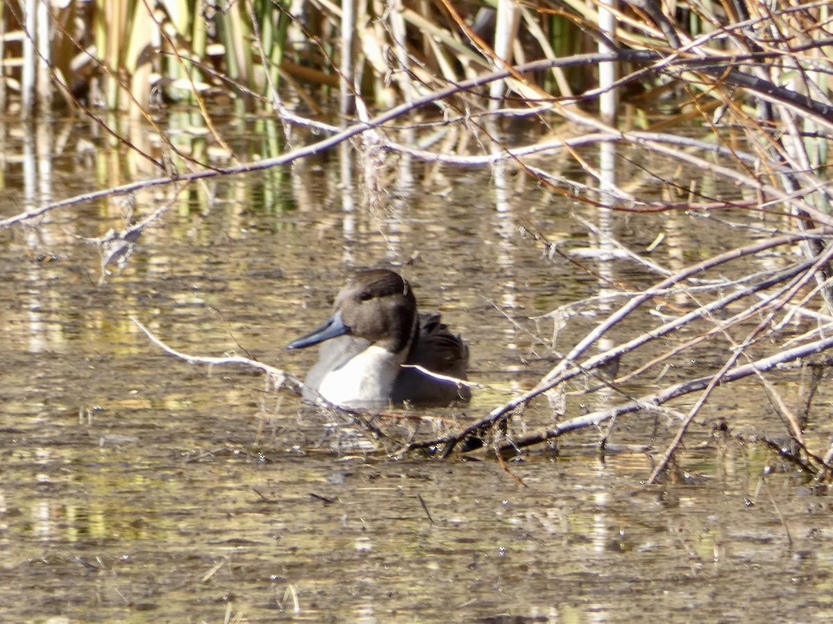 Northern Pintail - Heidi Erstad