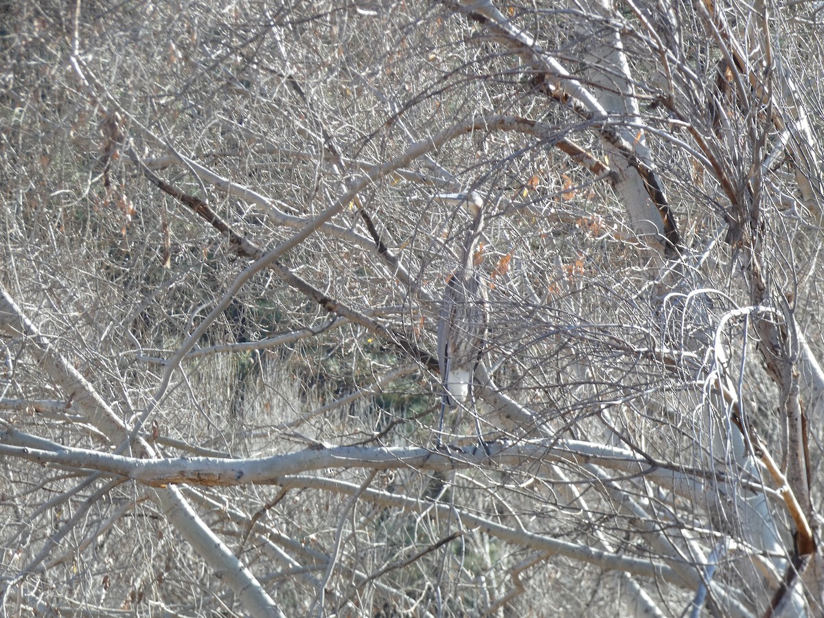 Great Blue Heron - Heidi Erstad