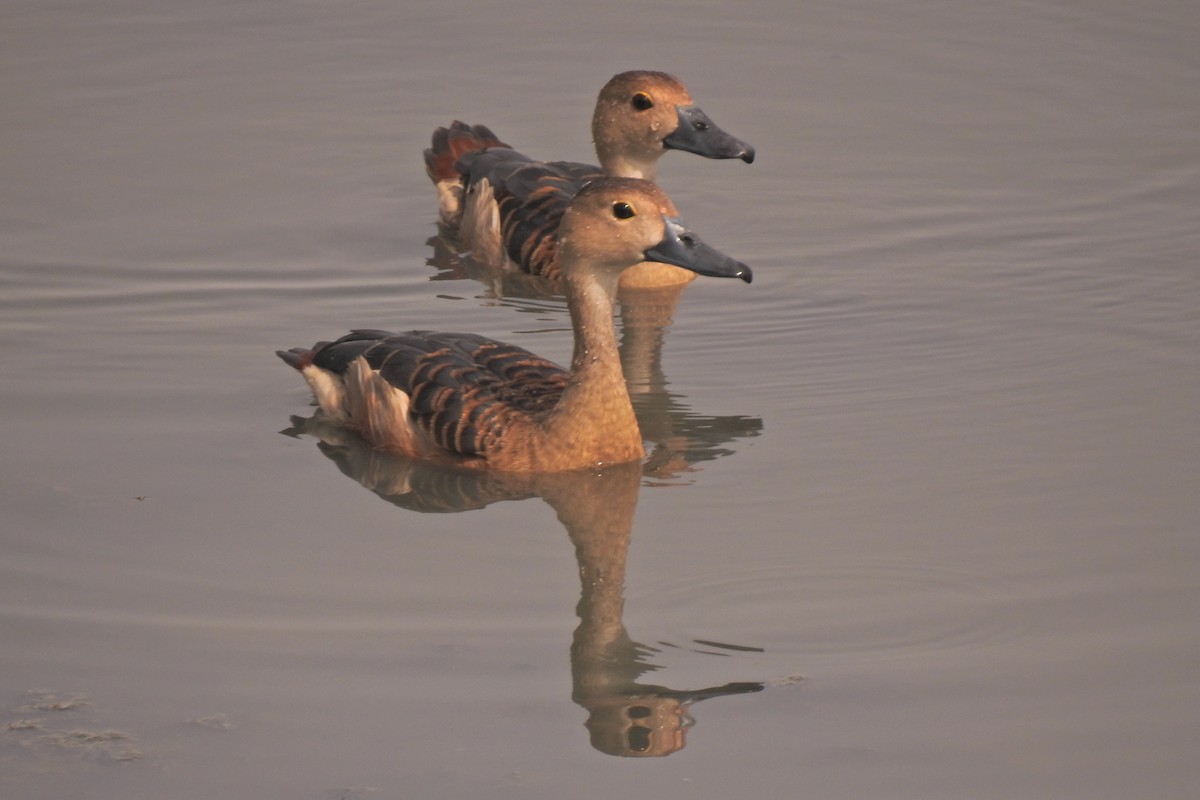 Lesser Whistling-Duck - ML611112521