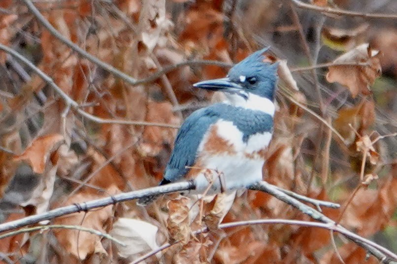 Belted Kingfisher - ML611112672