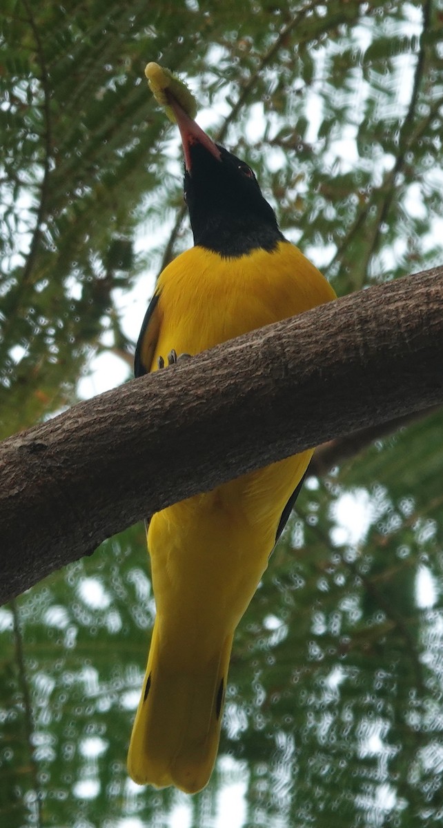 Black-hooded Oriole - ML611112717