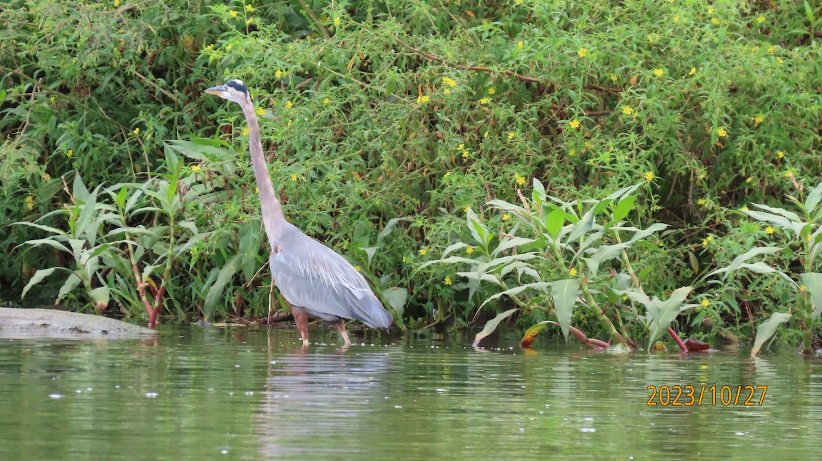 Great Blue Heron - ML611112759