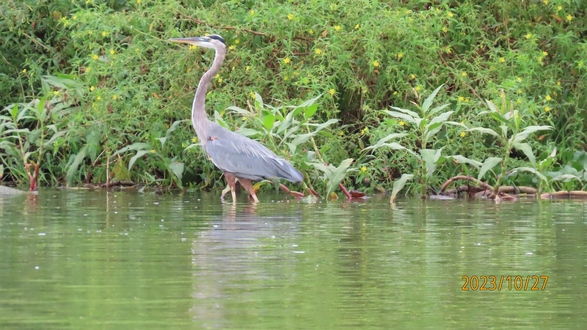 Great Blue Heron - ML611112760