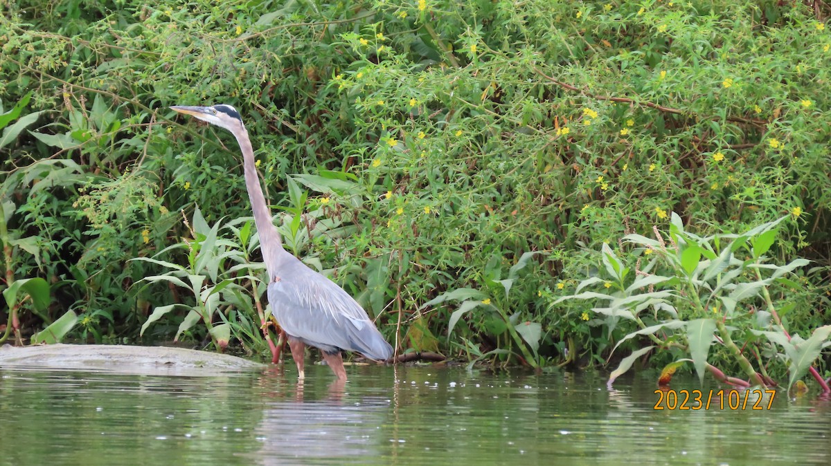 Great Blue Heron - ML611112761