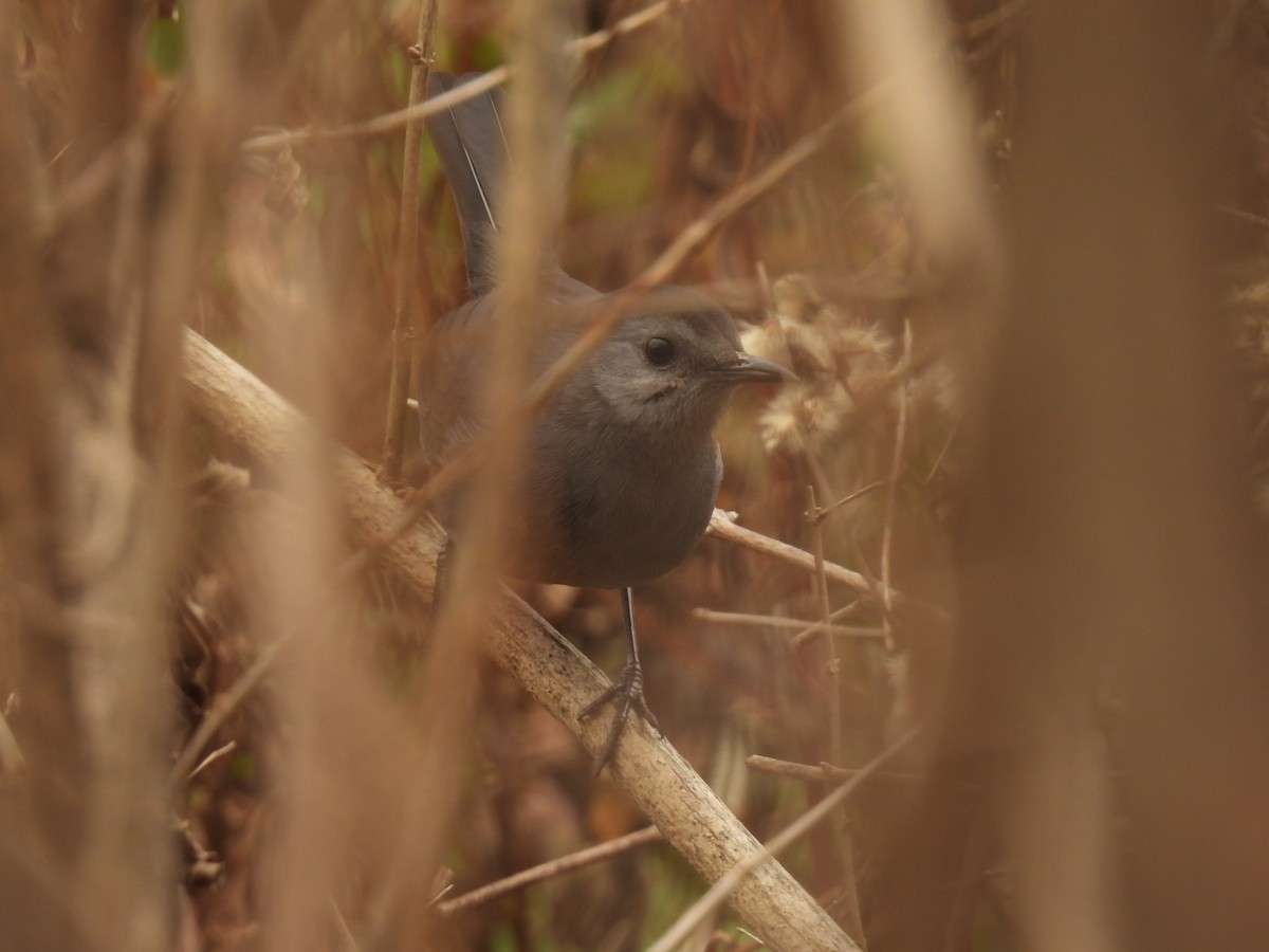 Gray Catbird - ML611112942