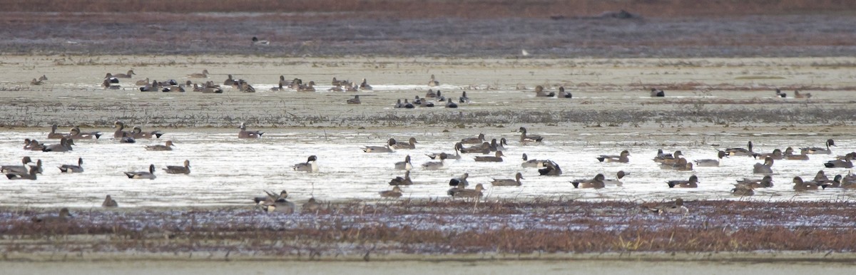 Northern Pintail - ML611113003