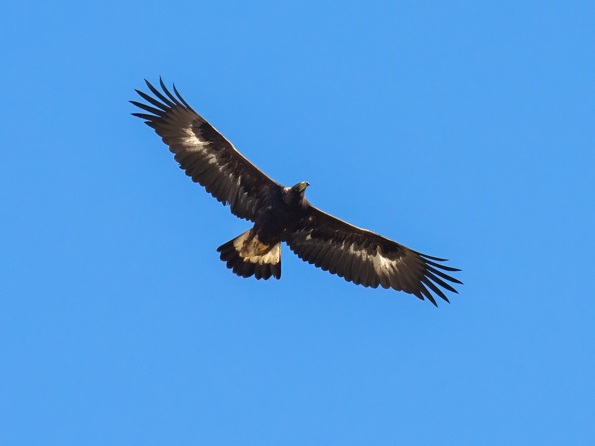 Golden Eagle - ML611113012