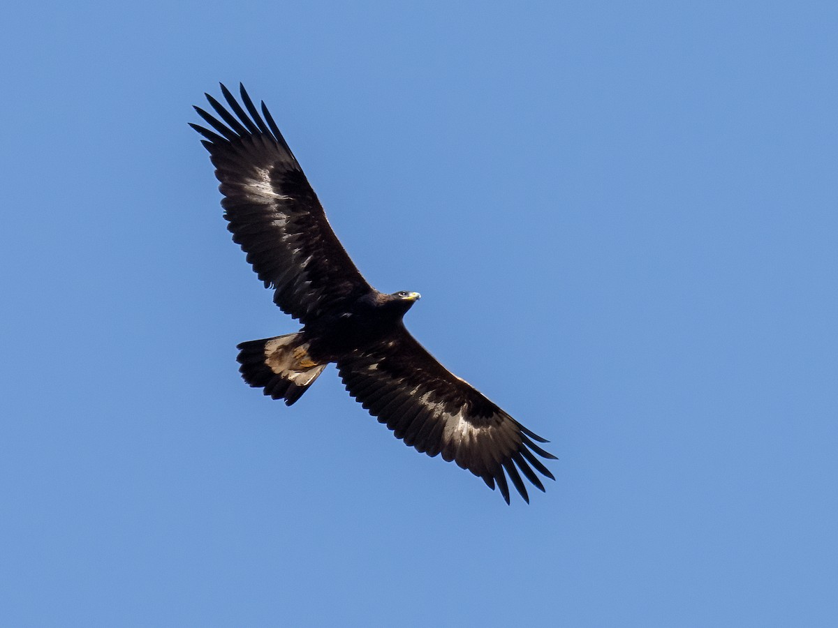 Golden Eagle - ML611113013