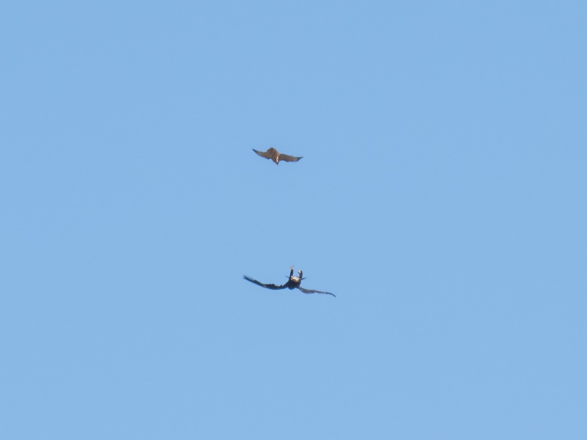 Golden Eagle - ML611113015