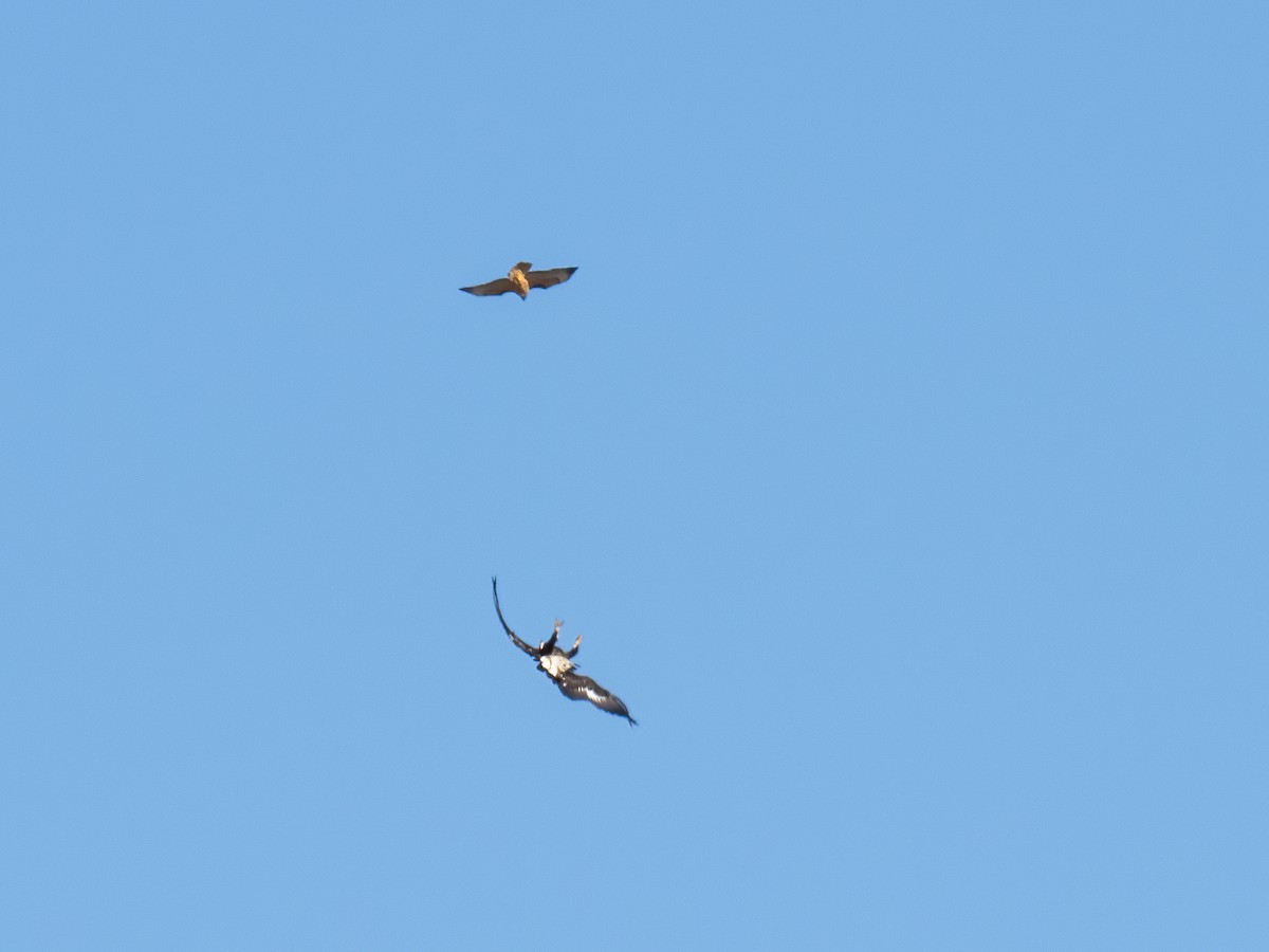 Golden Eagle - ML611113017