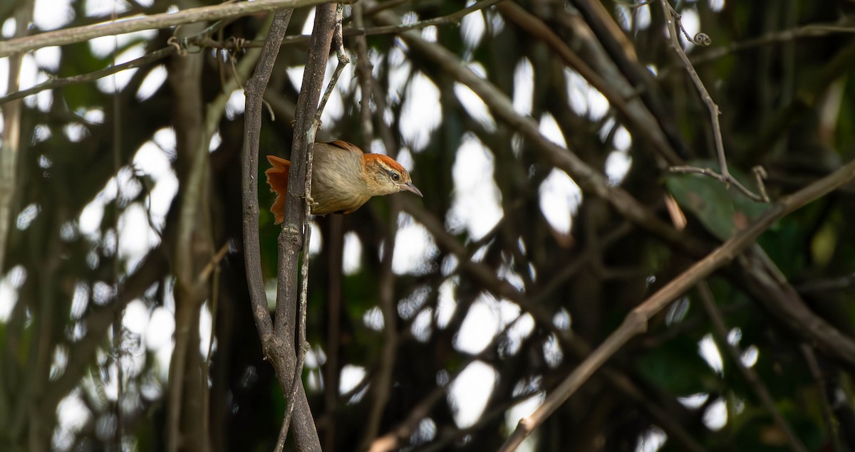 White-lored Spinetail - ML611113126