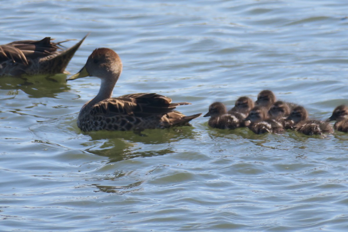 Yellow-billed Pintail - ML611113143