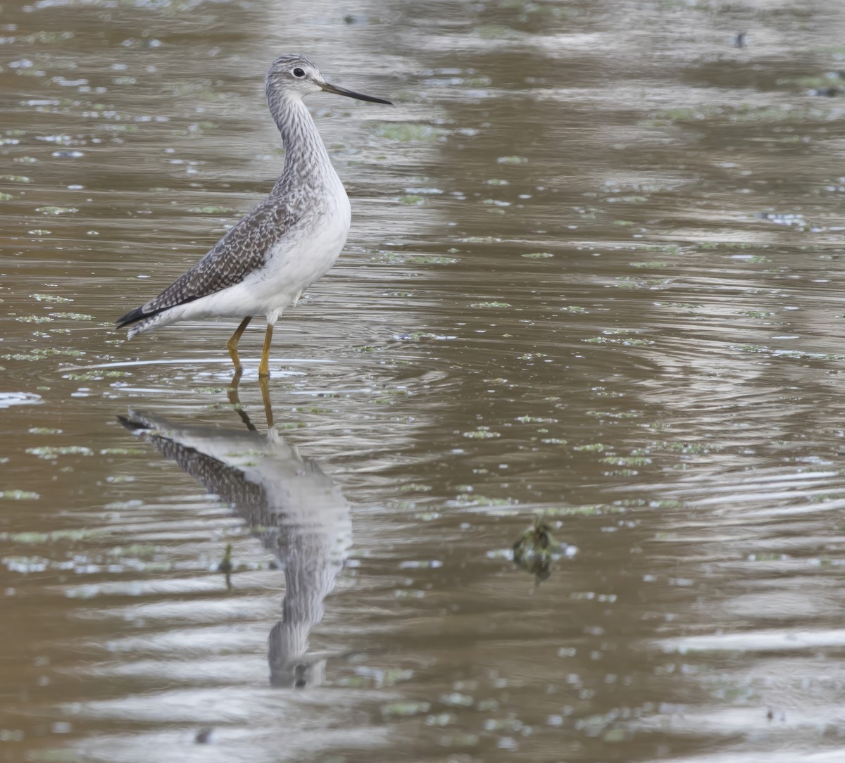 Greater Yellowlegs - ML611113182