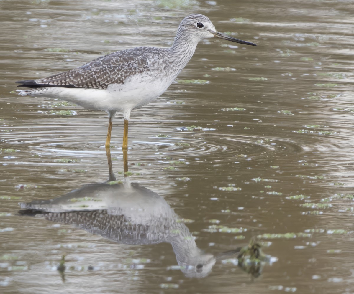 Greater Yellowlegs - ML611113183