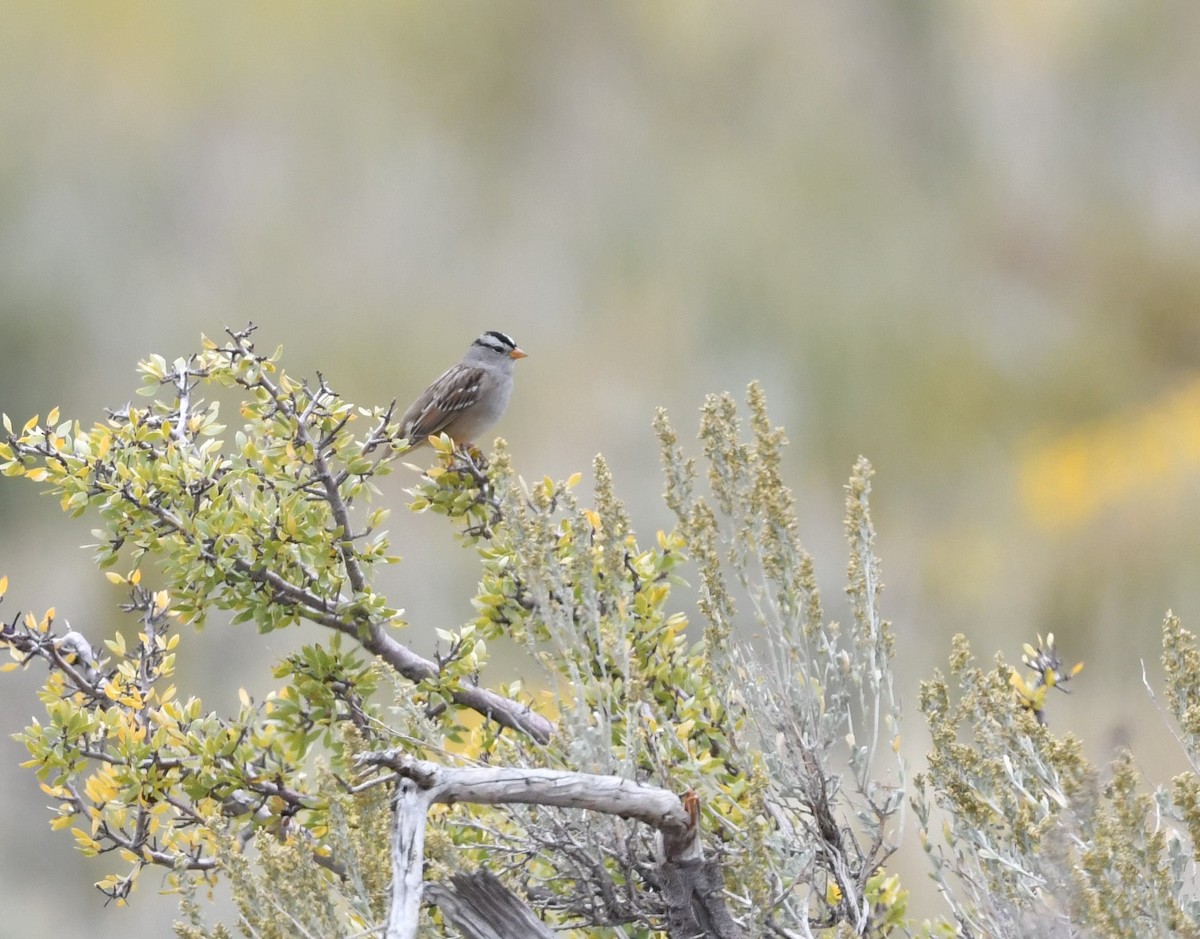 White-crowned Sparrow (Gambel's) - Emilie Strauss