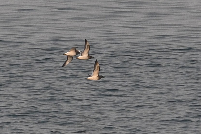 Surfbird - David M. Bell