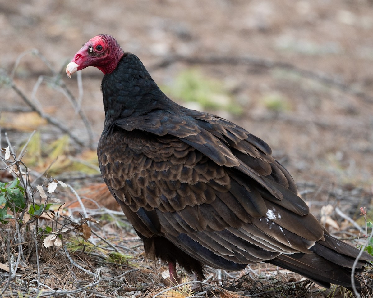 Turkey Vulture - ML611113259