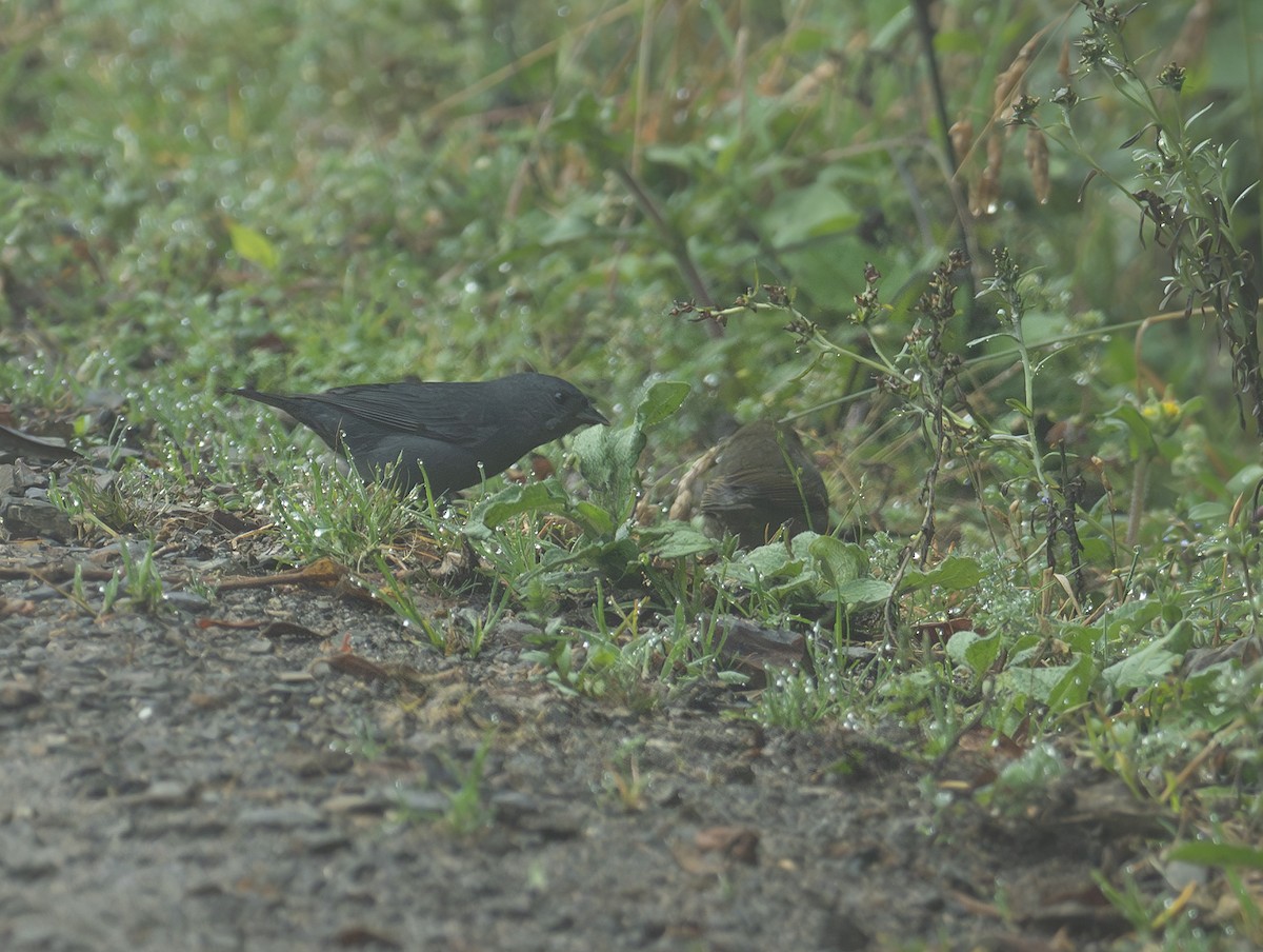 Slaty Finch - ML611113353