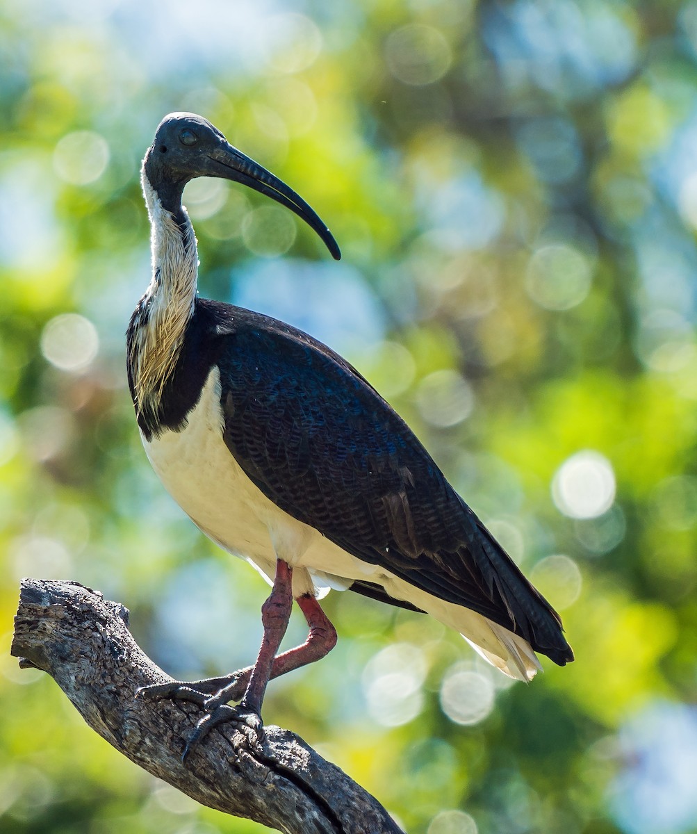 Straw-necked Ibis - ML611113485