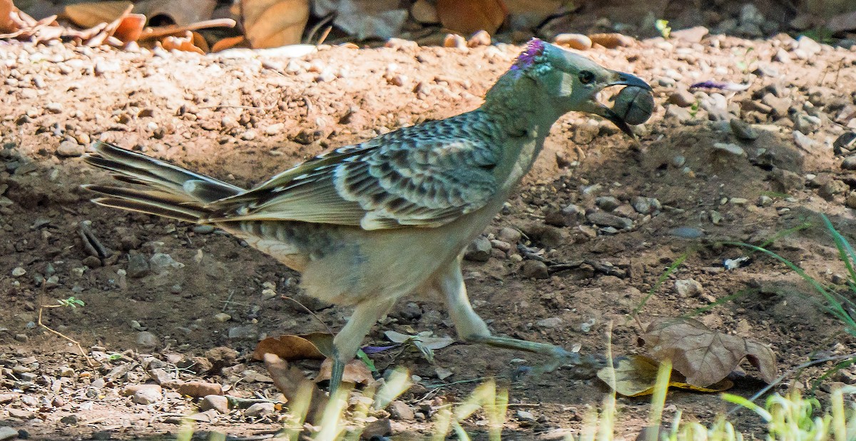 Great Bowerbird - ML611113488