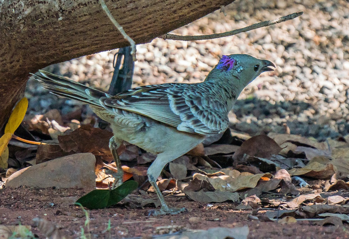 Great Bowerbird - ML611113489